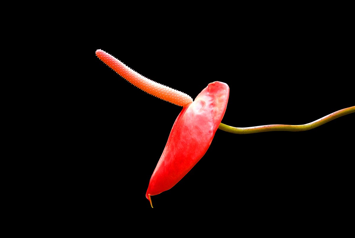 Anthurium Blume