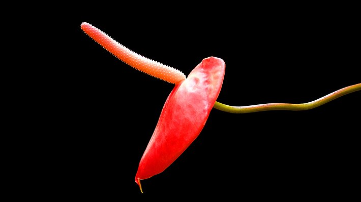 Anthurium Blume - Foto: iStock/ANGHI