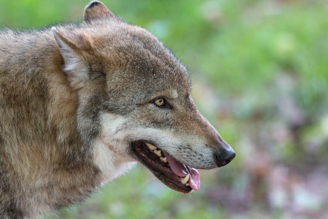 Erster bekannter Unfall mit Wolf: Mann aus Hannover stirbt Ein Wolf
