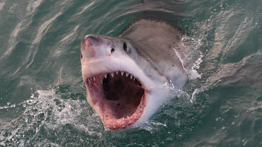 Weißer Hai - Foto: iStock / Alessandro De Maddalena