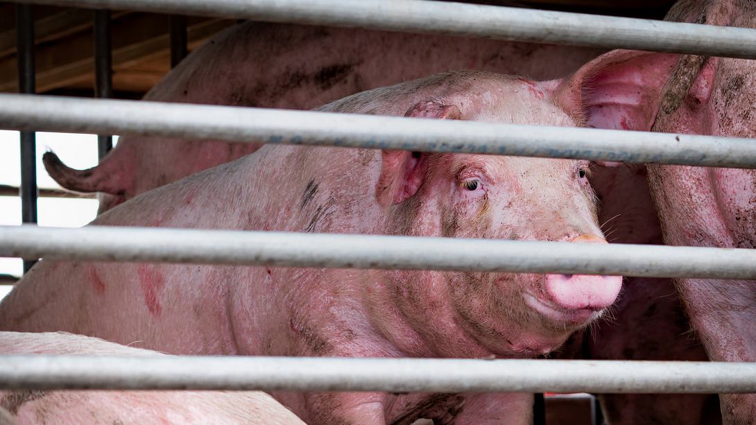 Schweine im Transporter - Foto: iStock/Fahroni