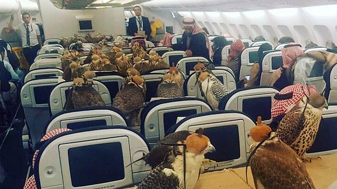 Luxus für Raubvögel: Ein saudi-arabischer Prinz hat offenbar 80 Flugtickets für sein Zuchtfalken gekauft Ein arabischer Scheich hat 80 Flugtickets für seine Zuchtfalken gekauft