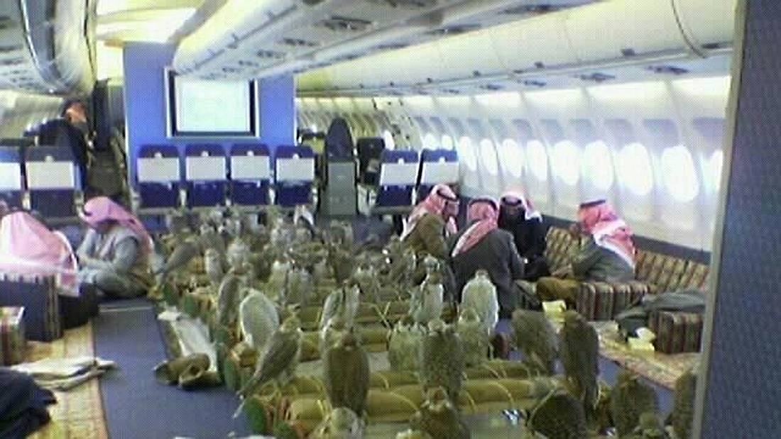 Ein arabischer Scheich hat 80 Flugtickets für seine Falken gekauft