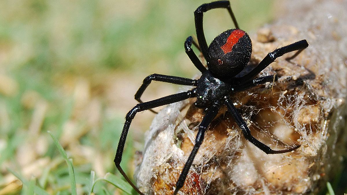 Die Schwarze Witwe hat eine Doppelgängerin: die Falsche Witwe (Symbolfoto).