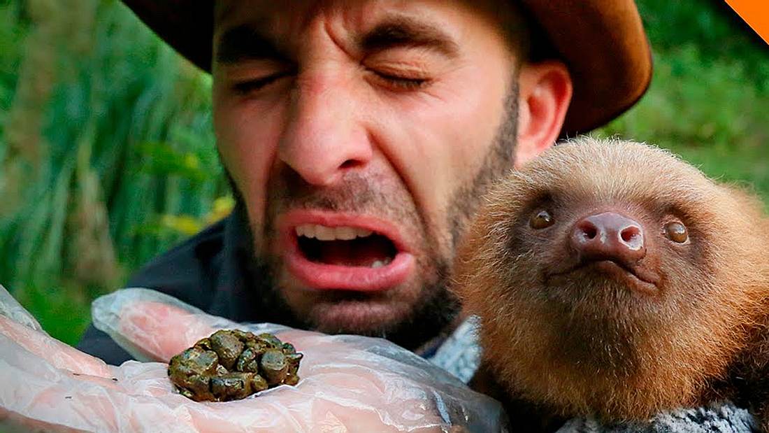 Stuhlgang kann für Faultiere lebensgefährlich sein. US-Tierexperte Coyote Peterson machte die Probe aus Exempel Ein Faultier kackt Tierexperte Coyote Peterson in die Hand