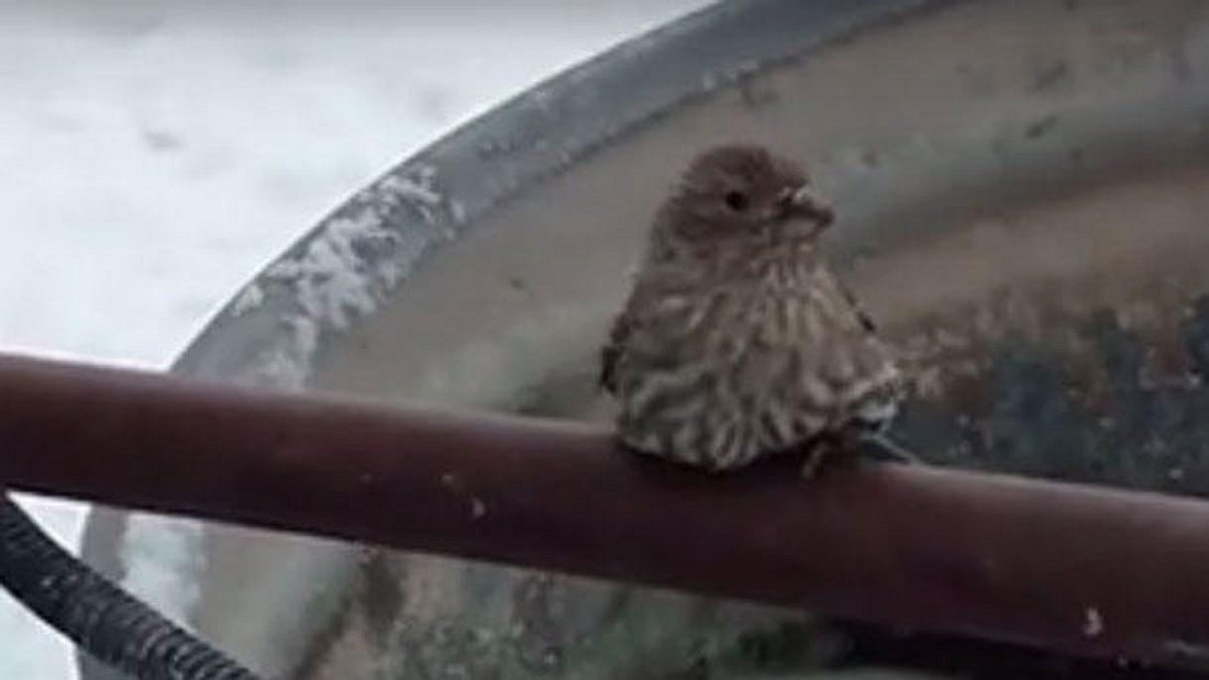 Missliche Lage: Der Vogel ist auf einer Metallstange festgefroren Mann befreit festgefrorenen Vogel