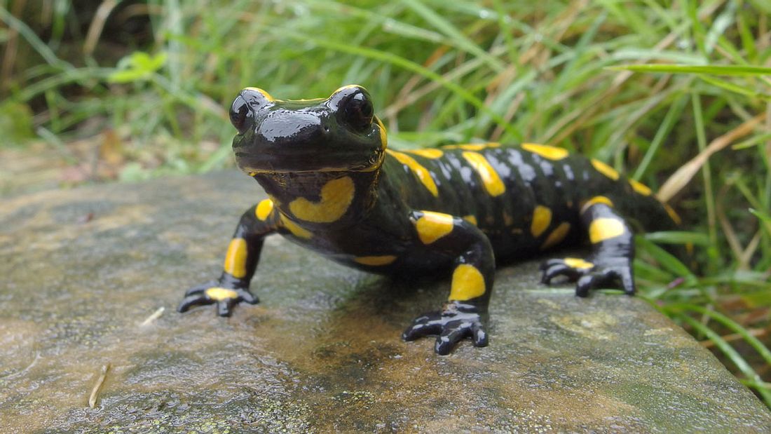 Feuersalamander Feuersalamander