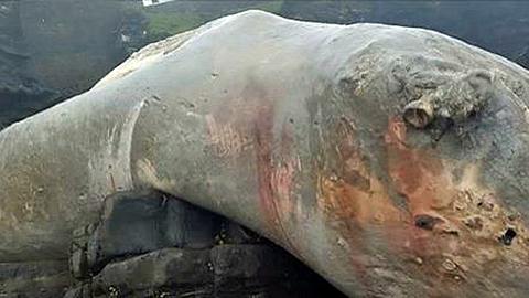 Ein Finnwal? Diese mysteriöse Kreatur wurden an den Strand der südwestenglischen Stadt Hartland gespült - Foto: SWNS