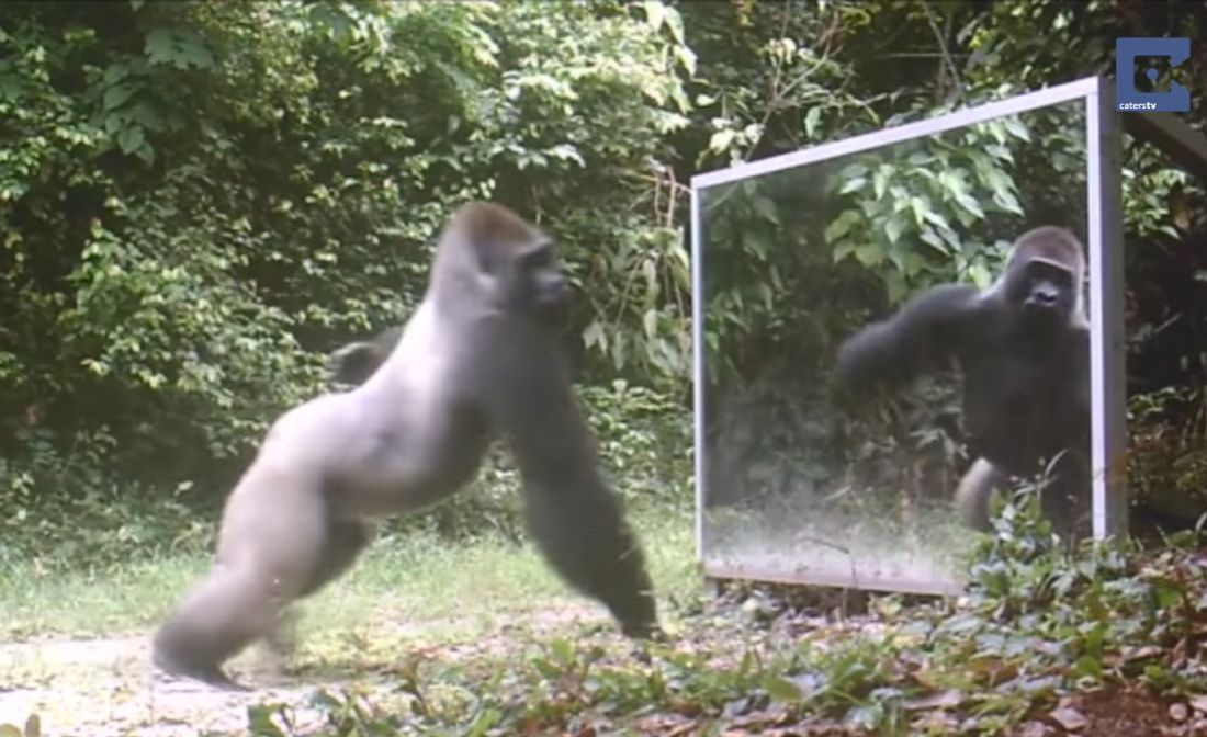 Silberrücken vs. Spiegel: So reagieren wilde Tiere auf ihr Abbild