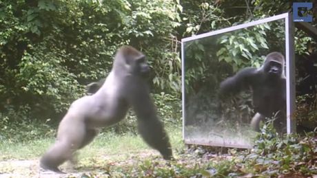 Silberrücken vs. Spiegel: So reagieren wilde Tiere auf ihr Abbild - Foto: © YouTube/CatersTV