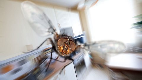 Hausmittel gegen Fliegen - Foto: iStock / cookelma