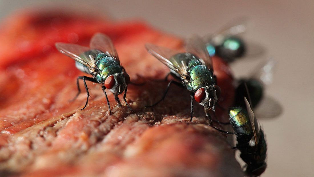 Fliegen auf Essen Fliegen auf Essen