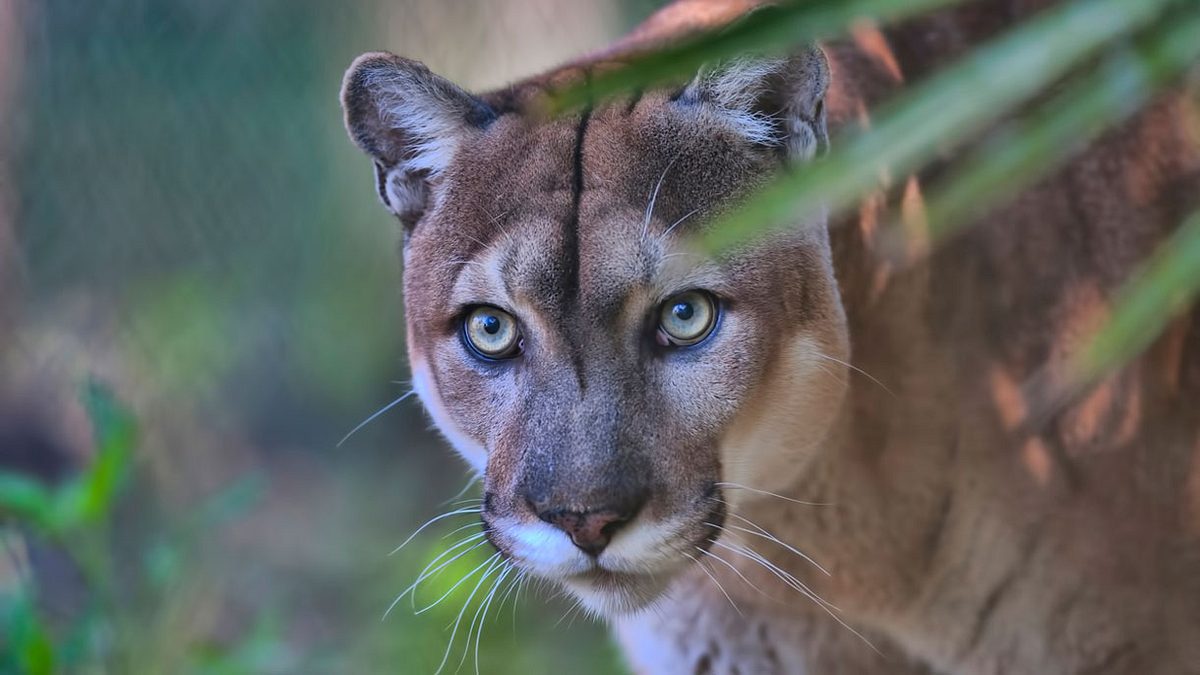 Florida-Puma