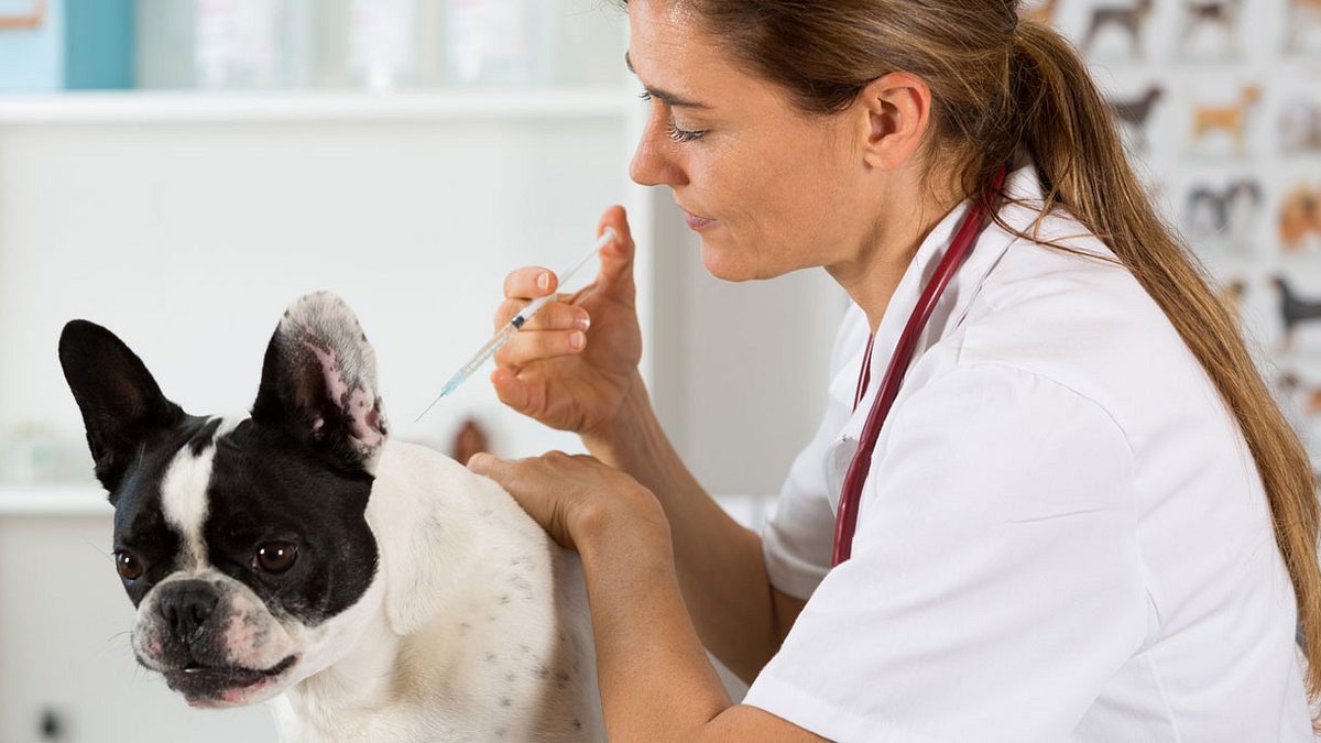 Wegen ihrer deformierten Schnauze, leiden die kleinen Hunde stark