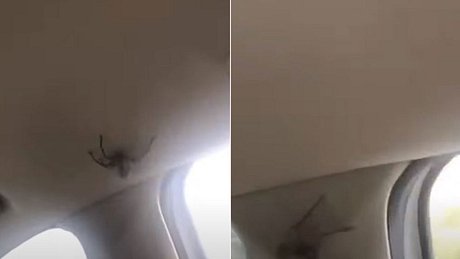 Riesige Spinne im Auto - Foto: YouTube/The Sun