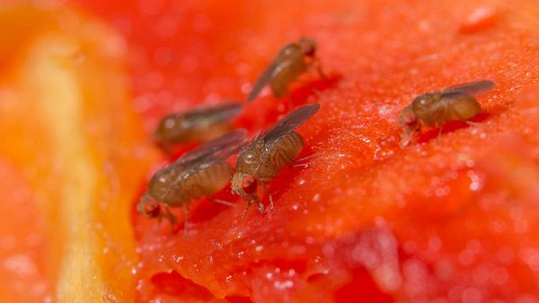 Fruchtfliegen kann man mit einem einfach Trick wieder loswerden - Foto: iStock / Aukid