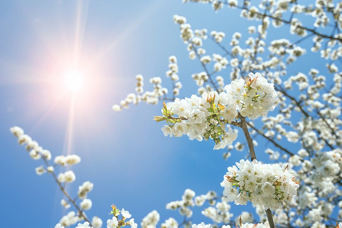 Frühlingssonne Frühlingssonne