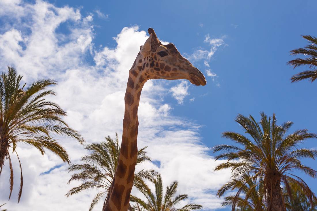Besonders für Kinder schön: der Oasis Park