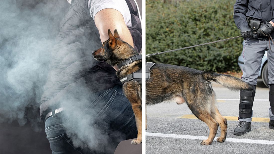Blähungen verraten den Flüchtigen Blähungen verraten den Flüchtigen