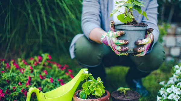 Deshalb streuen Gartenprofis Zimt in ihre Beete - Foto: iStock / AleksandarNakic