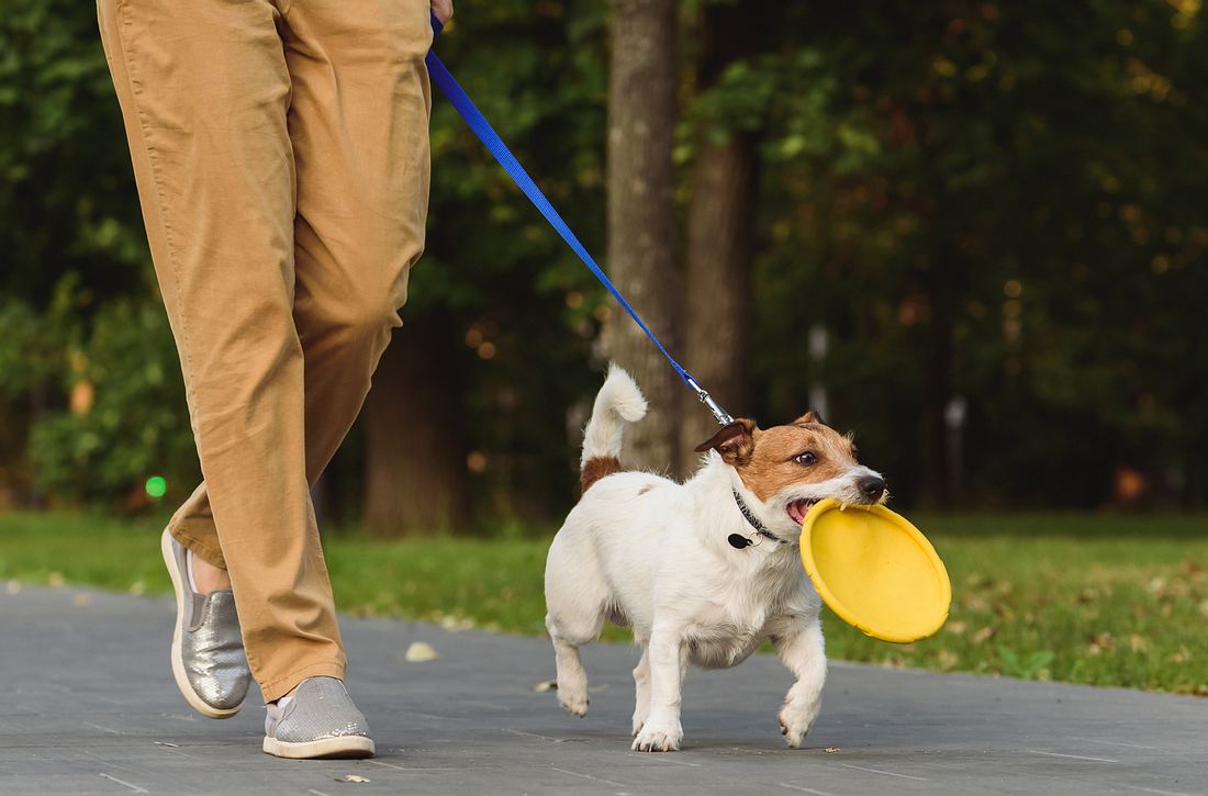 Hund an einer Leine, Frisbee-Scheibe im Maul