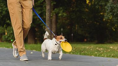 Hund an einer Leine, Frisbee-Scheibe im Maul - Foto: iStock / alexei_tm