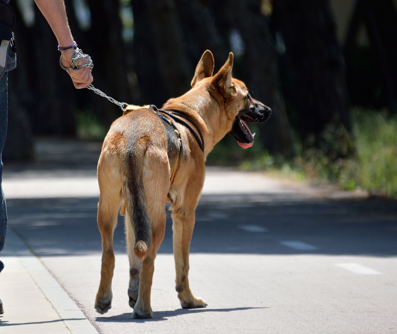 Gassi-Gesetz soll Hundehalter zum Spaziergang zwingen Hund wird ausgeführt