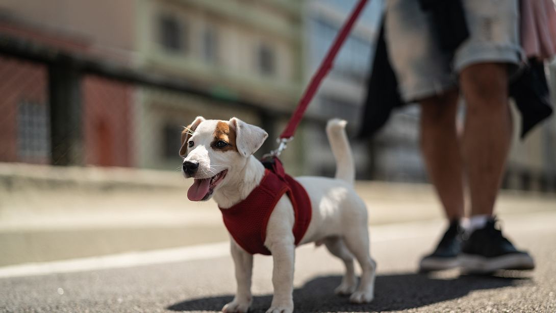 Gassigehen - Foto: iStock / FG Trade