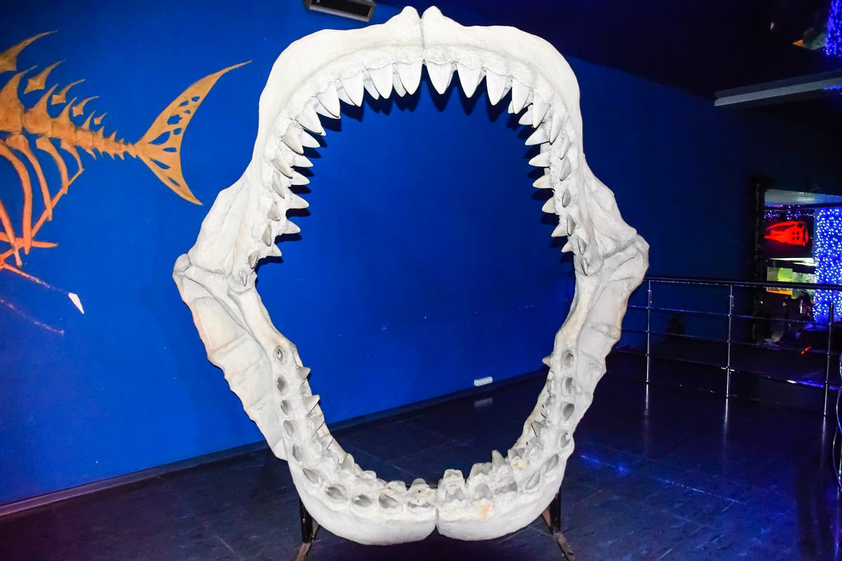 Gebiss eines Megalodon