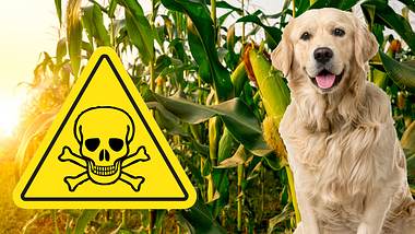 Gefahren für Hunde im Maisfeld - Foto: iStock / undefined undefined; iStock / GlobalP