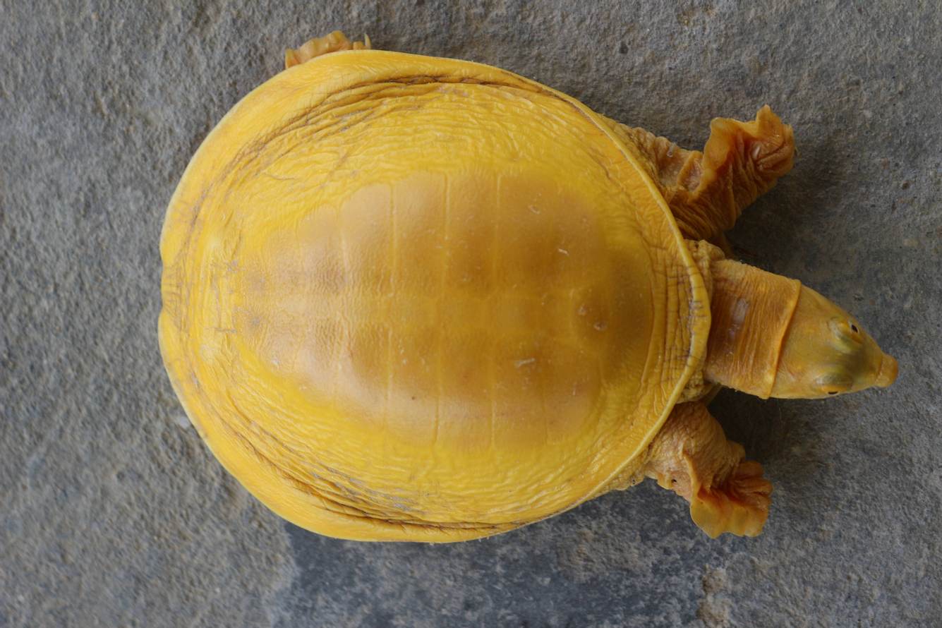 Gelbe Schildkröte in Indien entdeckt Gelbe Schildkröte