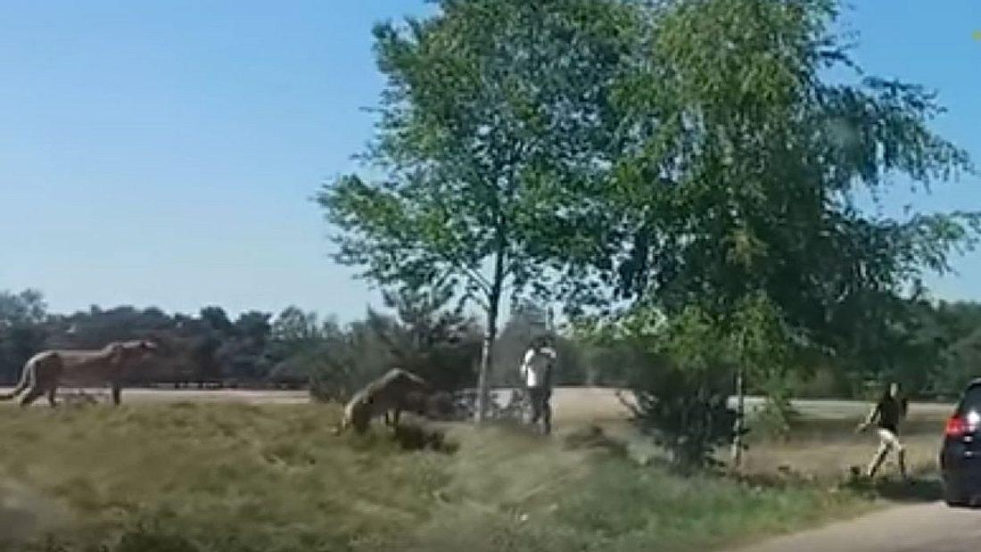 Geparde stellen eine Familie im Wildtierpark