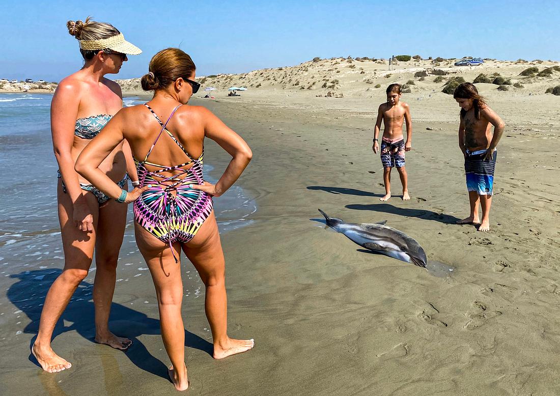 Touristen umlagern einen gestrandeten Delfin