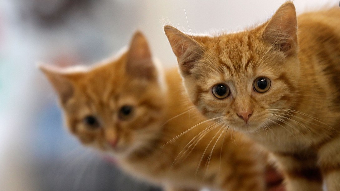 Zwei Katzen - Foto:  Getty Images / Christopher Furlong
