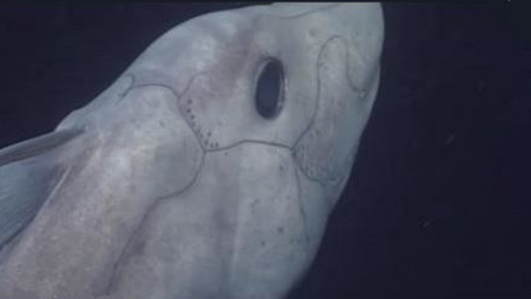 Erstes Video eines lebendigen Ghost Sharks  - Foto: Screenshot YouTube/ National Geographic