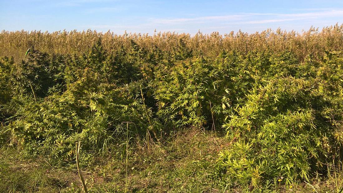 Die Hanf-Plantage der Brüder in Griechenland. Die Hanf-Plantage der Brüder in Griechenland.