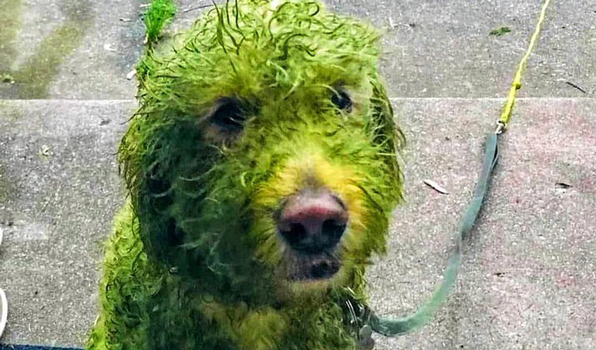 Hund mit grün gefärbtem Fell