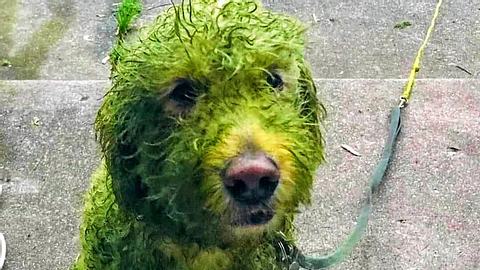 Hund mit grün gefärbtem Fell - Foto: Twitter / @wilson_wadey