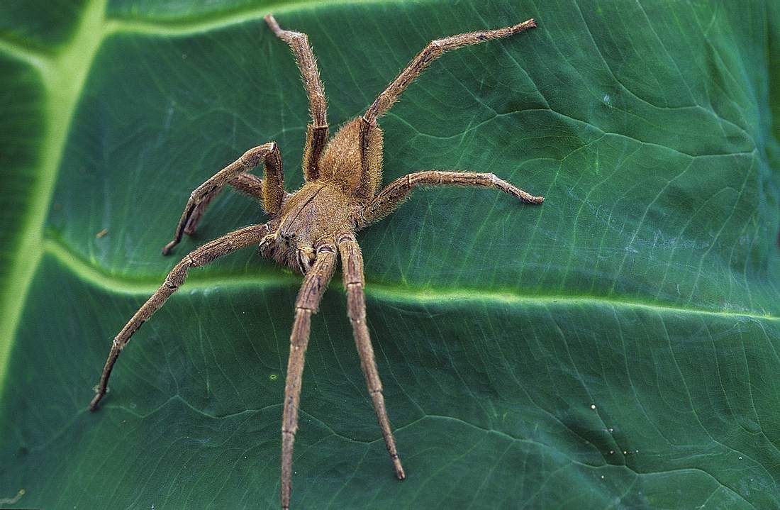 Giftigste Spinne Der Welt
