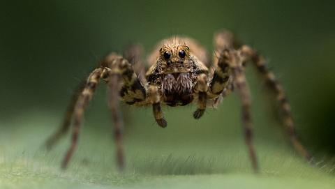 Spinne - Foto: iStock/Korbinian Mueller