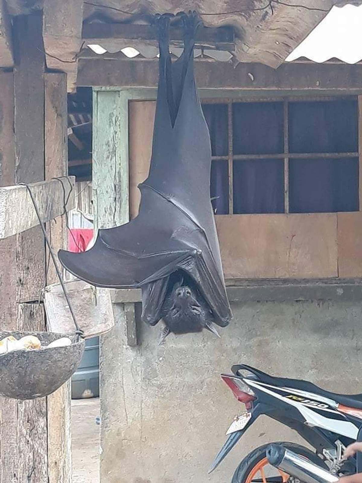 Gigantische Fledermaus