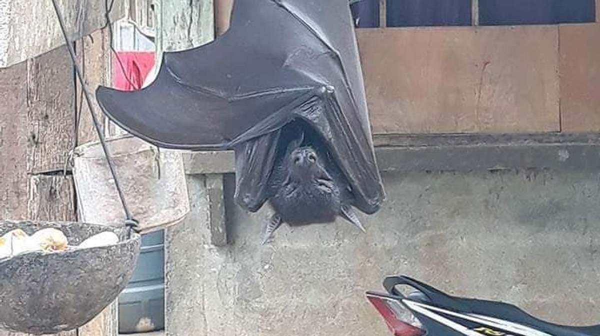 Gigantische Fledermaus