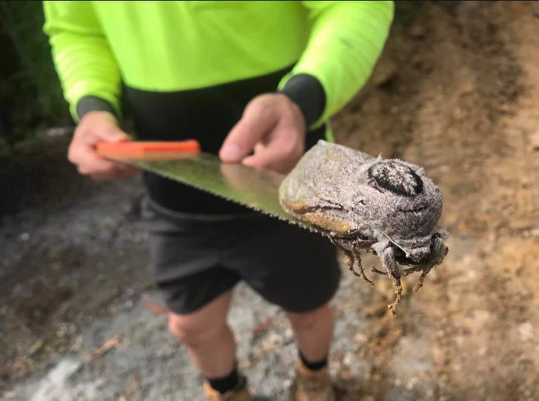 Gigantische Holzmotte in Australien gefunden Gigantische Holzmotte in Australien gefunden