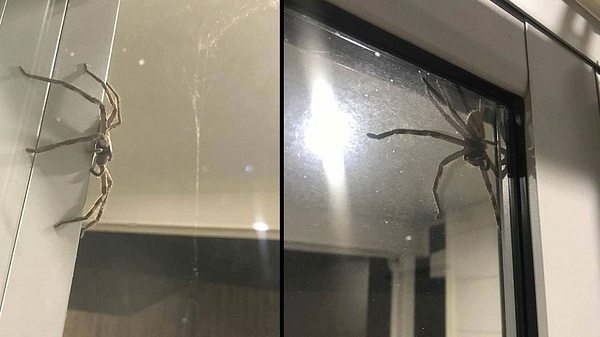 Die Huntsman-Spinne - Foto: Facebook / Peoples Weather