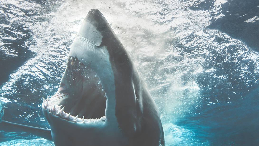 Weißer Hai - Foto: iStock/lindsay_imagery