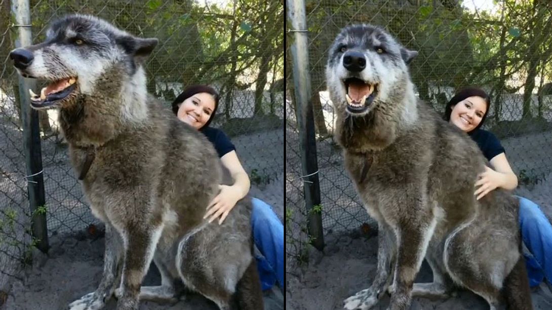 Yuri, der gigantische Wolfshund - Foto: Instagram / brit_allen_