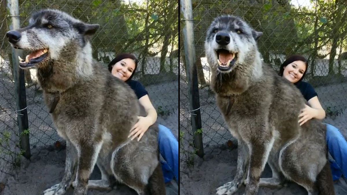 Yuri, der gigantische Wolfshund