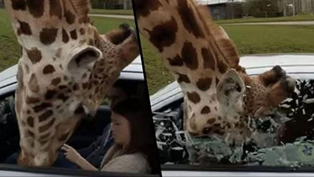 Giraffe sprengt Gaffer per Koma-Kopfnuss in Splitter-Apokalypse