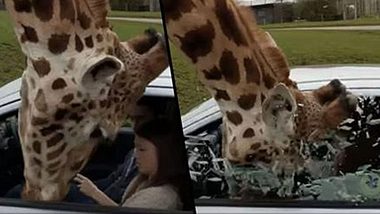 Giraffe sprengt Gaffer per Koma-Kopfnuss in Splitter-Apokalypse - Foto: Sceenshot Youtube
