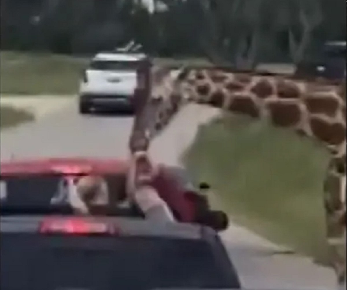 Giraffe schnappt nach Kleinkind